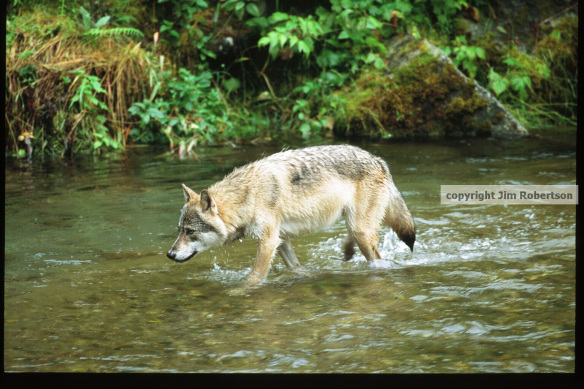 copyrighted wolf in water